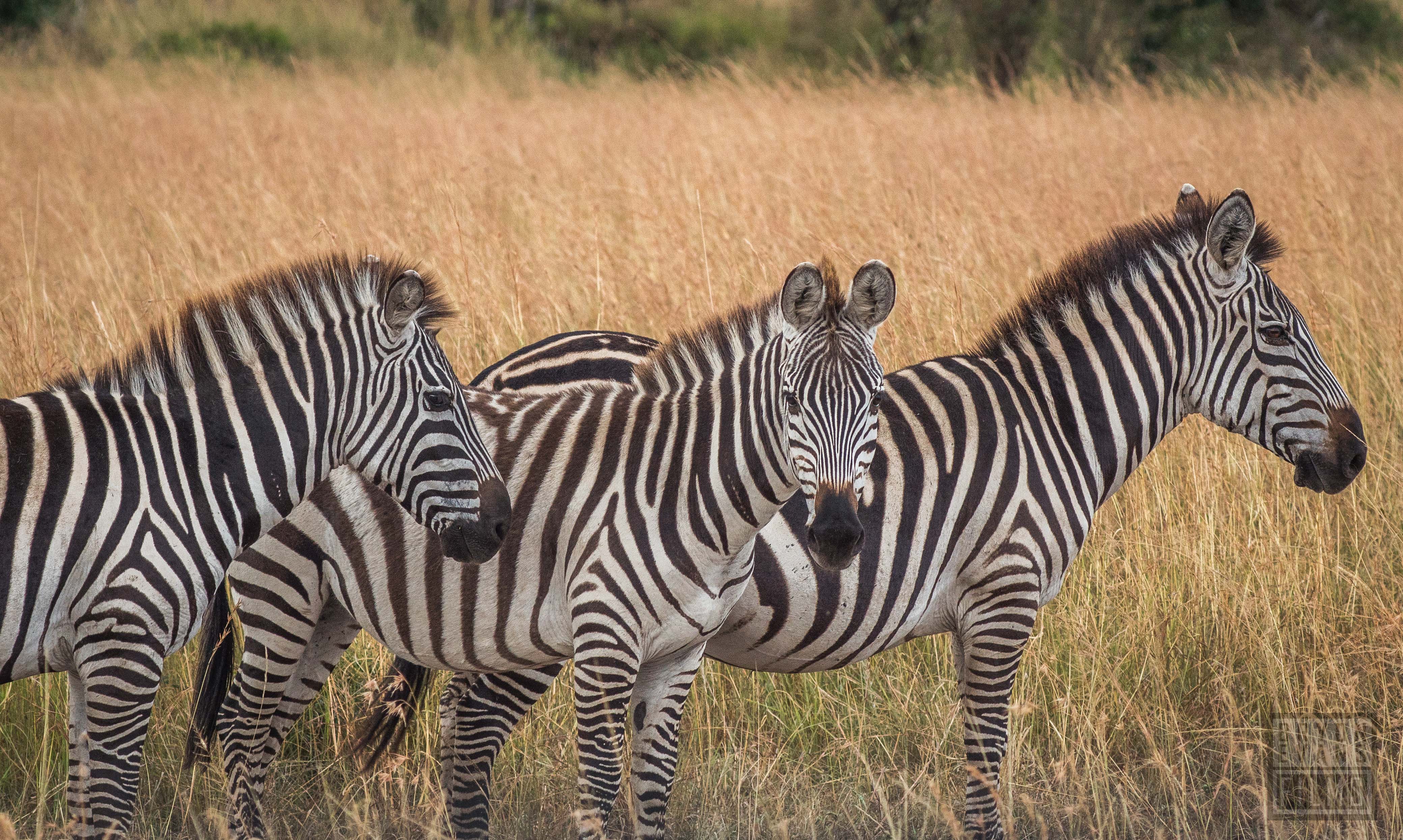 Zebras near Massai Mara